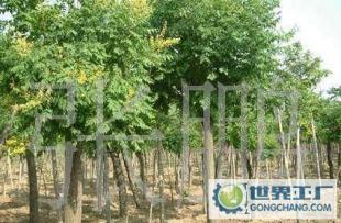 各種綠化苗木含百日紅價格_各種綠化苗木含百日紅廠家_世界工廠網產品信息庫