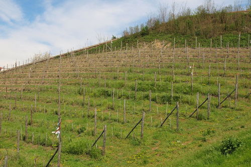 花卉 苗木 果樹主要使用哪些肥料和農藥