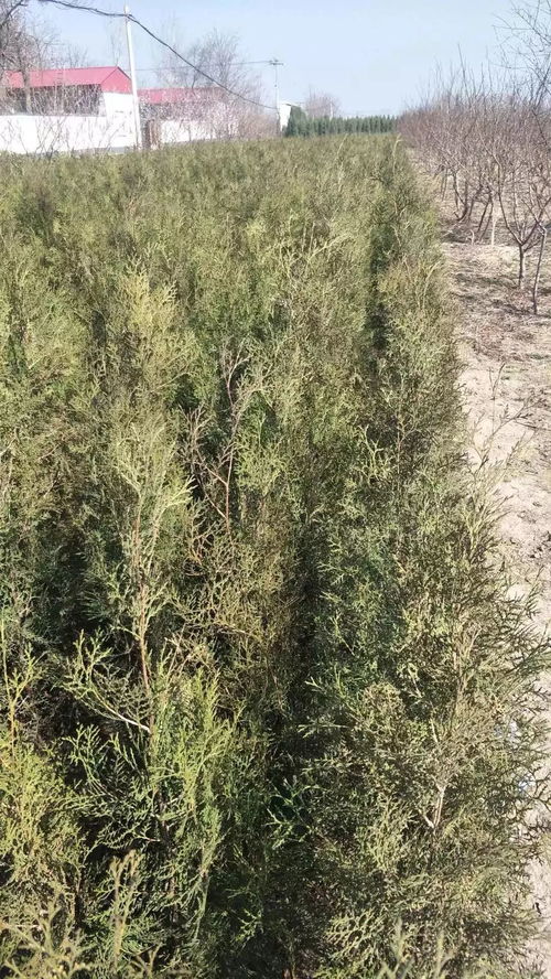 盛大園林孟凡澤 質量第一 信譽為本 真誠合作