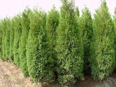 為您推薦具有口碑的側柏 _廣西側柏圖片|為您推薦具有口碑的側柏 _廣西側柏產品圖片由青州市洺瑜花卉苗木家庭農場公司生產提供-