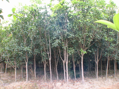 供應桂花、含笑