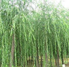 新疆紅柳 甘肅優(yōu)質(zhì)紅柳批發(fā)