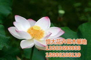 荷花 綠化荷花 恒大花卉苗木基地 認證商家 高清圖片 高清大圖