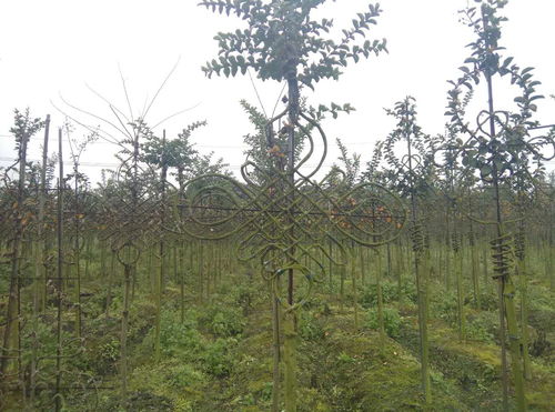 【紫薇造型,植物造型樣式,紫薇造型價格】- 