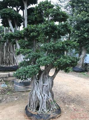 【造型小葉榕供應(yīng)、基地直轄、造型優(yōu)美】綠化苗木,價格,廠家,供應(yīng)商,花木,龍海市東泗興輝園藝場 - 產(chǎn)品庫