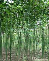 找上海苗木-上海苗木批發-上海苗木價格-上海苗木基地的上海青桐小苗公司價格、圖片、詳情,上一比多_一比多產品庫