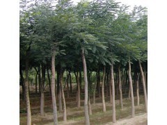 速生國槐小苗/速生國槐小苗種植基地--山東樂元苗木供應產品山東濟寧樂元苗木
