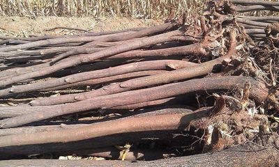 山西譽楊苗木基地_產品信息