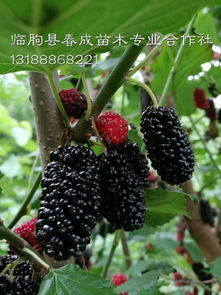 湖北果桑苗品種供應齊全 果桑種植技術包教廠家,湖北果桑苗品種供應齊全 果桑種植技術包教廠家生產廠家,湖北果桑苗品種供應齊全 果桑種植技術包教廠家價格