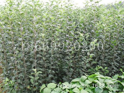 豐美苗木供應 柱狀蘋果成苗 其他果樹成苗 - 豐美苗木供應 柱狀蘋果成苗 其他果樹成苗廠家 - 豐美苗木供應 柱狀蘋果成苗 其他果樹成苗價格 - 河東區豐美苗木繁育場 - 