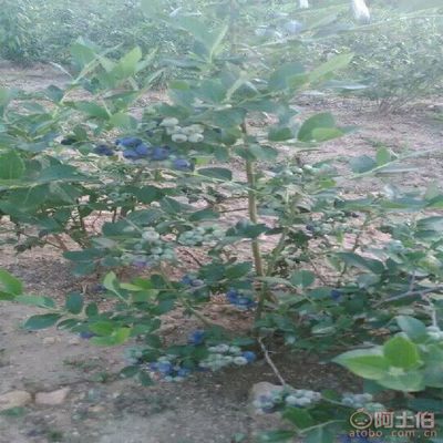 【利升苗木廠家直銷藍莓種苗藍莓種苗基地價格產量高】泰安開發區利升園藝場 - 產品庫