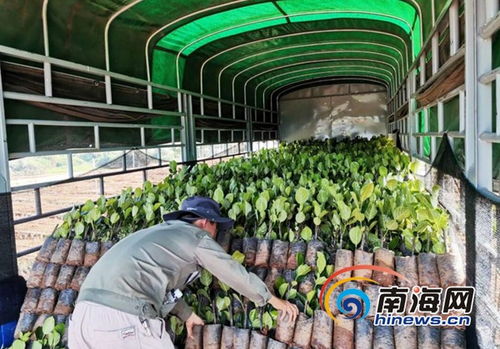 海墾龍江農場公司復工復產按下 快進鍵 精品苗木遠銷省內外