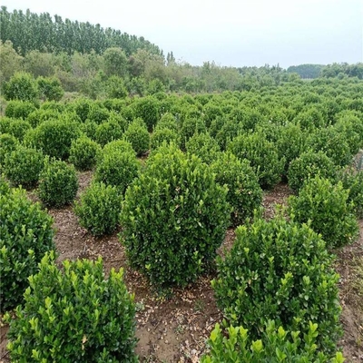 北京2公分金桂大葉黃楊苗圃市場價格