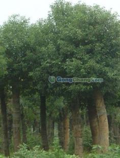 供應香樟-廣東香樟苗木信息-低價供應香樟--袋苗/地苗香樟批發_農副產品_世界工廠網中國產品信息庫