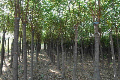 2018年一季度主要林產品市場回暖