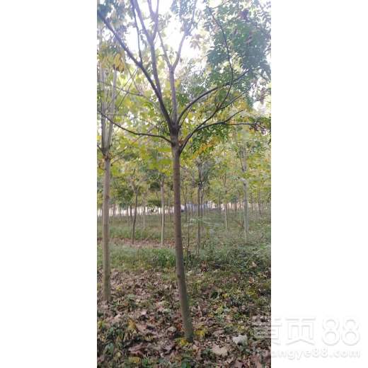 【合肥欒樹苗木批發】- 
