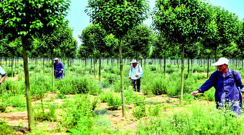 圖片新聞 湯溝鎮產業扶貧大同村千畝苗木精品基地