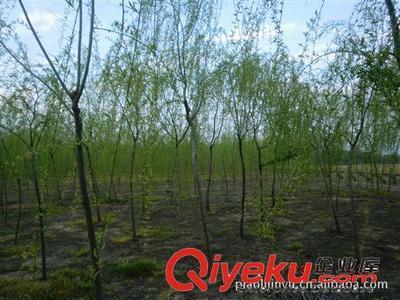 廠家專業供應綠化苗木垂柳(圖)-沭陽縣威宇花木銷售中心提供廠家專業供應綠化苗木垂柳(圖)的相關介紹、產品、服務、圖片、價格沭陽縣威宇花木銷售中心、金葉女貞;紅葉小檗;小龍柏;地柏;灑金柏;南天竹;迎春;連翹;月季花;紅王子錦帶;水臘;劍麻;金娃娃萱草;玉簪;鳶尾;棣棠;繡線菊;紅瑞木;紫荊;紫薇等綠化苗木