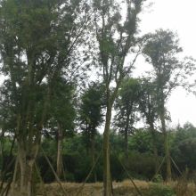 成都崇德聯創苗木專業合作社