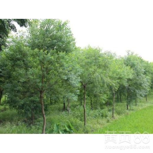 【天津烏桕苗木批發價格】- 