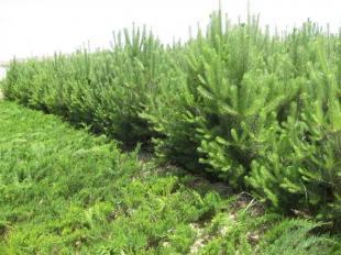 供應華山松 華山松基地報價批發基地-綠韻苗木_農副產品_世界工廠網