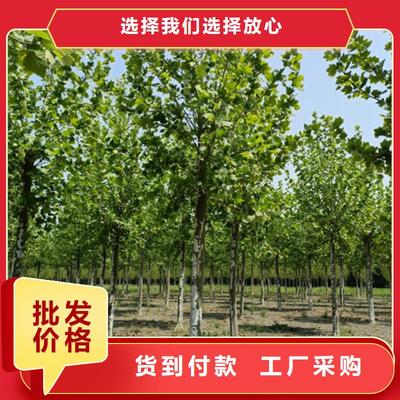 法桐產品實物圖