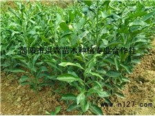 簡陽市洪森苗木種植專業合作社公司簡介簡陽市洪森苗木種植專業合作社