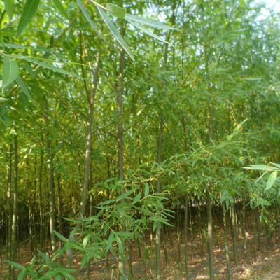 綠化苗木優質柳樹苗_山東濰坊坊子區潤澤機械廠