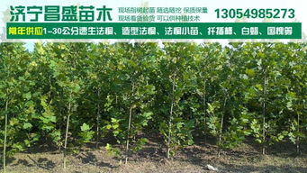 1公分法桐2公分法桐價格價格 廠家 圖片