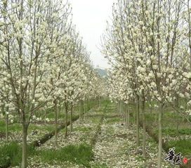 春輝園林苗木精品展示