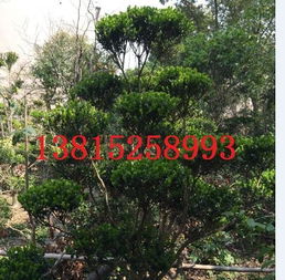 蘇州別墅庭院景觀綠化工程,蘇州景觀設計公司,蘇州庭院綠化,蘇州別墅綠化,蘇州造型樹苗圃圖片,蘇州別墅庭院景觀綠化工程,蘇州景觀設計公司,蘇州庭院綠化,蘇州別墅綠化