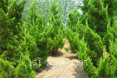 定南營養袋側柏苗供應 煜爍苗木 品種記錄