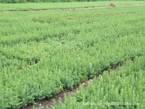 苗圃供應內蒙古白扦云杉綠化苗木指導價 苗圃供應內蒙古白扦云杉綠化苗木行情 興安盟白狼林業局