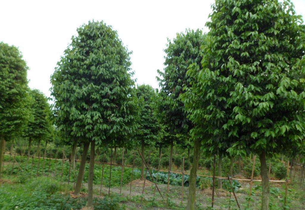 庭院別墅小區公園綠化苗木 陰香樹苗 天竺桂苗山玉桂苗行道風景樹