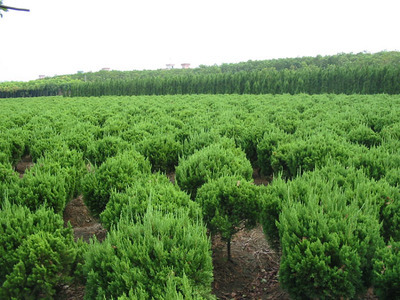 山東綠化苗修剪不當易導致苗木生長衰弱_福建南安市南輝起重機械廠 - 商國互聯網