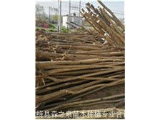 絳縣森之泉苗木種植專業合作社產品展示