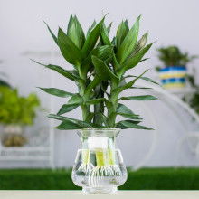 武漢市洪山區晗梅園藝經營部 供應產品