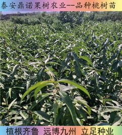 新聞 江西中蟠19桃樹苗廠家