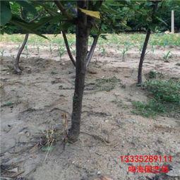 海北紅燈櫻桃苗多少錢一棵 淮安新聞