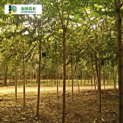 河北臭椿/臭椿_河北保定博野金澤綠化苗木基地 - 商國互聯網