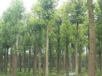 供應香樟木烏樟樹護坡河岸綠化大苗胸徑10公分湖南郴州苗木場