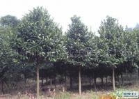 大量出售6-10公分優質綠化苦丁茶[供應]_綠化苗木_世界工廠網中國產品信息庫