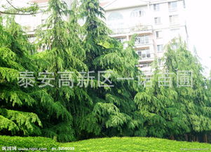 小區綠化苗木雪松樹苗四川道路綠化類雪松樹優質雪松基地指導價 小區綠化苗木雪松樹苗四川道路綠化類雪松樹優質雪松基地廠商 小區綠化苗木雪松樹苗四川道路綠化類雪松樹優質雪松基地廠商