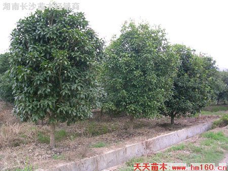 湖南長沙苗木經銷商