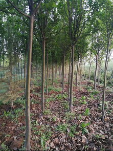 絳縣森之泉苗木種植專業合作社