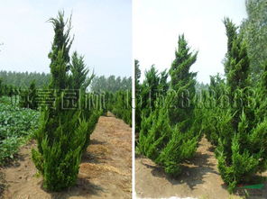 企業動態 沭陽縣好景園林綠化苗木場