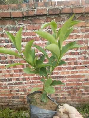 【鴛鴦茉莉園林綠化盆栽花卉、質優價廉】綠化苗木,價格,廠家,供應商,花木,龍海市東泗興輝園藝場 - 產品庫