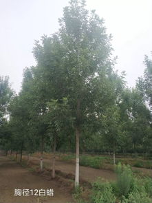 優質苗木新選擇：地推有料D13，開啟綠色生活