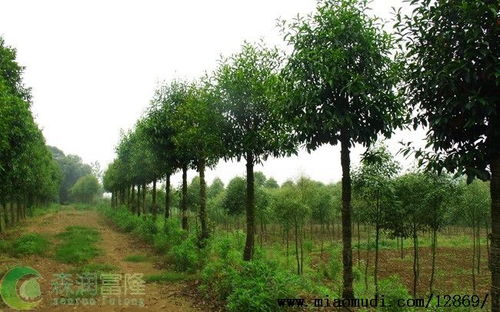 精品苗木 高顏值與氣質的雙重追求