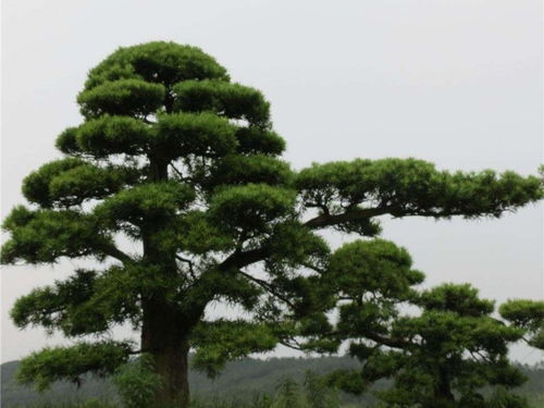 深圳造型羅漢松常見病害及防治方法解析